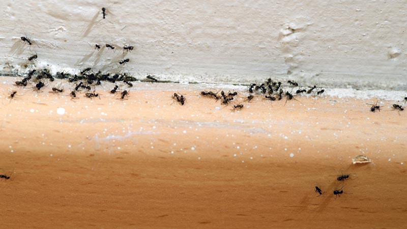 casa infestada de formigas